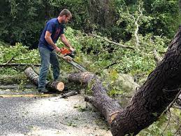 How Our Tree Care Process Works  in  Avenel, NJ